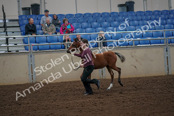 2019 Morgan Horse Show - Aug 30, 2019 - 24698
