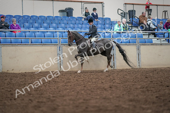 2019 Morgan Horse Show - Aug 30, 2019 - 20404
