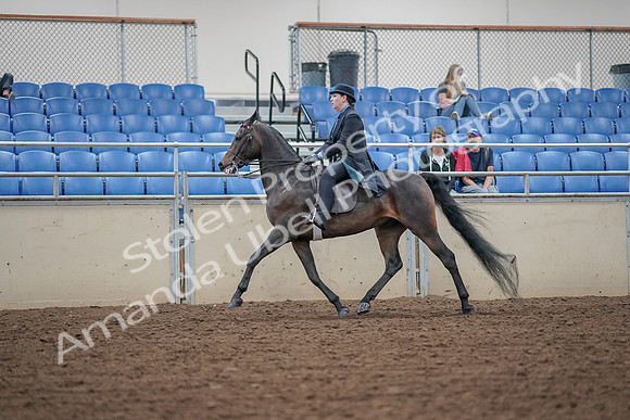 2019 Morgan Horse Show - Aug 30, 2019 - 15548