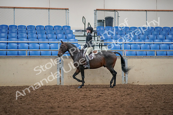 2019 Morgan Horse Show - Aug 30, 2019 - 23129