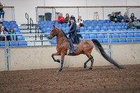 2019 Morgan Horse Show - Aug 31, 2019 - 19917