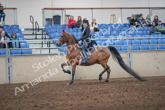2019 Morgan Horse Show - Aug 31, 2019 - 19917