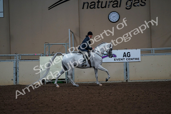 2019 Morgan Horse Show - Aug 30, 2019 - 17577