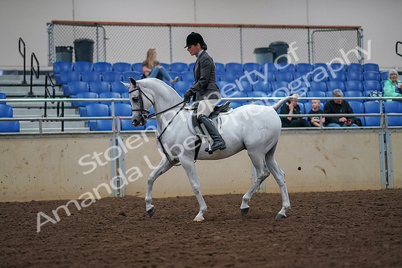 2019 Morgan Horse Show - Aug 30, 2019 - 17276