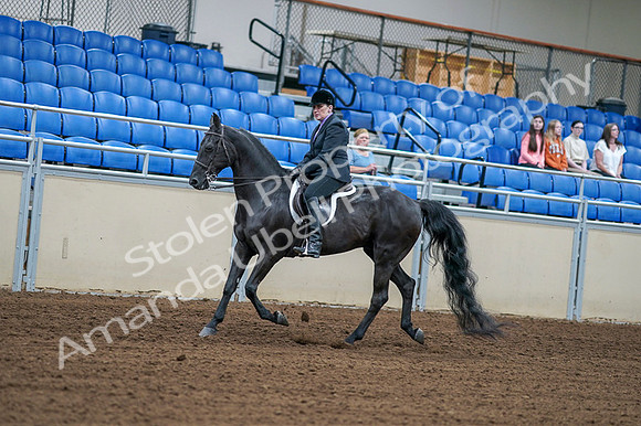 2020 - AB Morgan Horse - Fri, Sept 04 - 01528