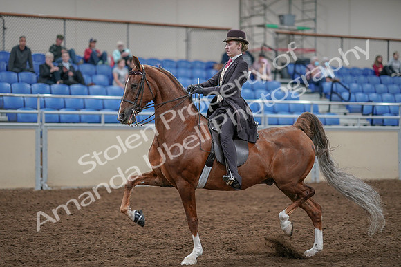 2020 - AB Morgan Horse - Fri, Sept 04 - 11401