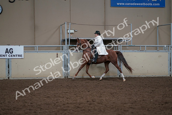 2019 Morgan Horse Show - Aug 31, 2019 - 17868