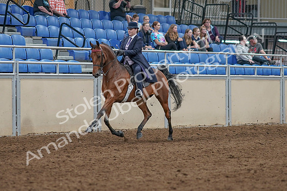 2020 - AB Morgan Horse - Fri, Sept 04 - 11457