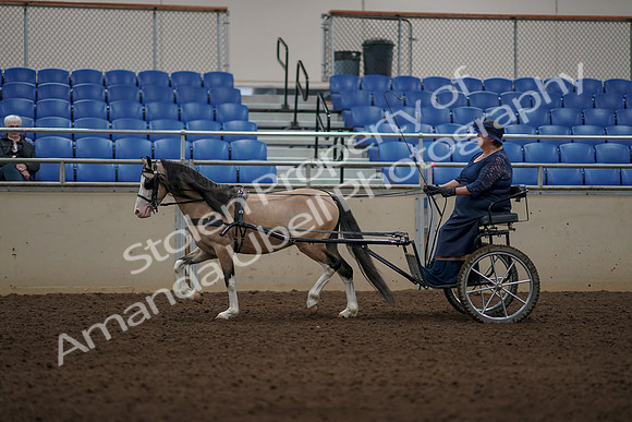 2019 Morgan Horse Show - Aug 31, 2019 - 04351