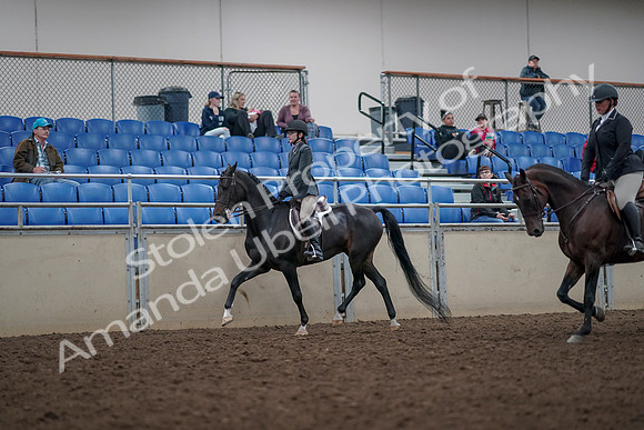 2019 Morgan Horse Show - Aug 31, 2019 - 14858