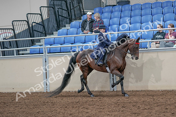 2020 - AB Morgan Horse - Sat, Sept 05 - 04881