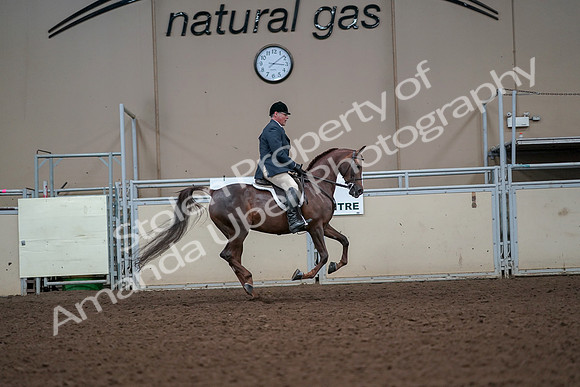 2019 Morgan Horse Show - Aug 30, 2019 - 17535