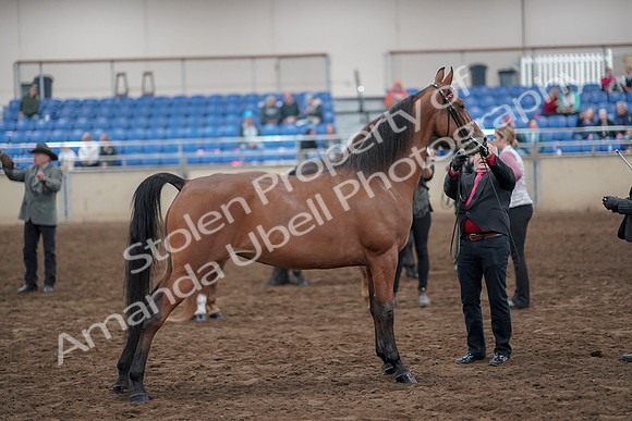 2019 Morgan Horse Show - Aug 31, 2019 - 03705