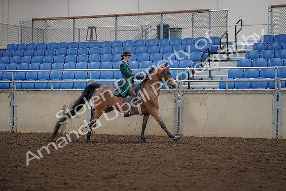 2019 Morgan Horse Show - Aug 30, 2019 - 28178