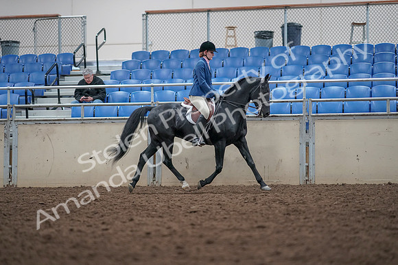 2019 Morgan Horse Show - Aug 31, 2019 - 16715