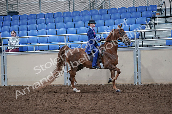 2020 - AB Morgan Horse - Fri, Sept 04 - 05237