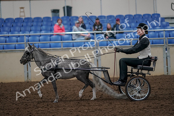 2019 Morgan Horse Show - Aug 30, 2019 - 13288