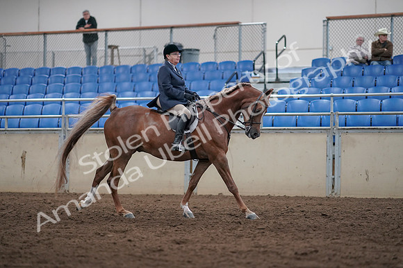 2019 Morgan Horse Show - Sept 01, 2019 - 08788