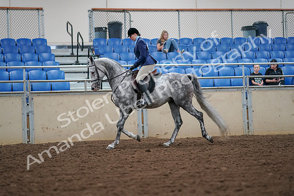 2019 Morgan Horse Show - Aug 30, 2019 - 16201