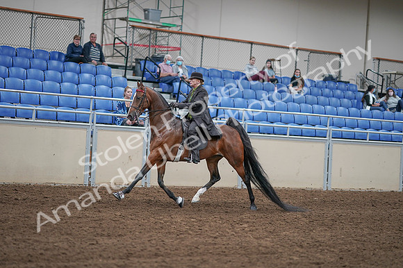 2020 - AB Morgan Horse - Fri, Sept 04 - 09540