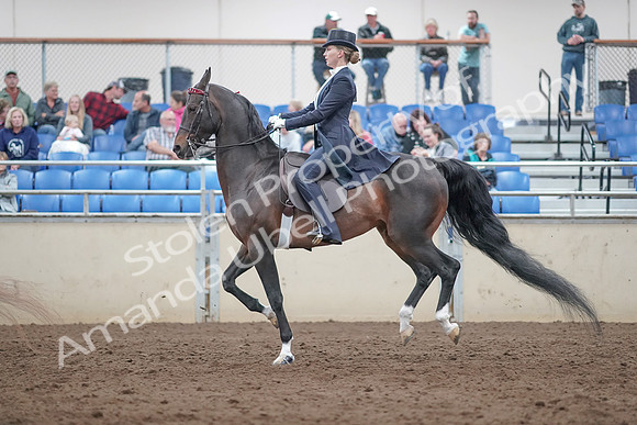 2019 Morgan Horse Show - Aug 31, 2019 - 20585