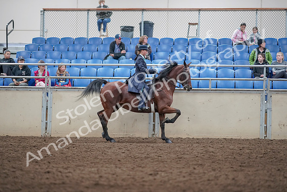 2019 Morgan Horse Show - Aug 31, 2019 - 09547