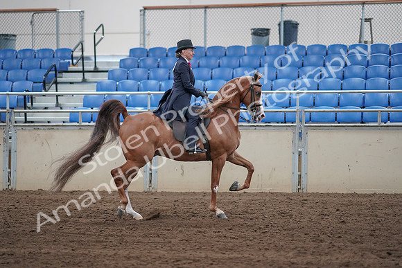 2019 Morgan Horse Show - Sept 01, 2019 - 11979