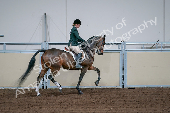 2020 - AB Morgan Horse - Fri, Sept 04 - 01774