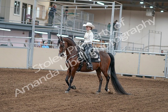 2020 - AB Morgan Horse - Fri, Sept 04 - 08239