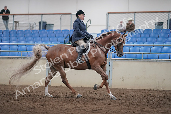 2019 Morgan Horse Show - Sept 01, 2019 - 08862