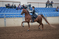 2019 Morgan Horse Show - Aug 31, 2019 - 20351