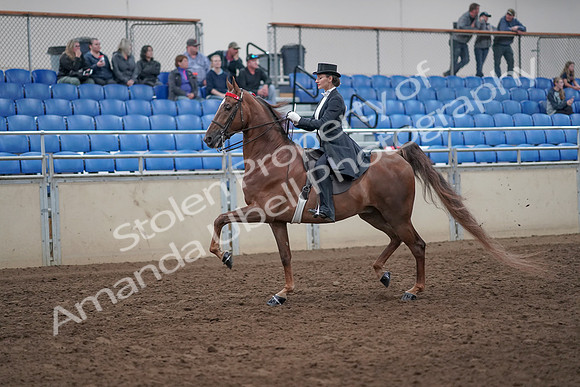 2019 Morgan Horse Show - Aug 31, 2019 - 20351