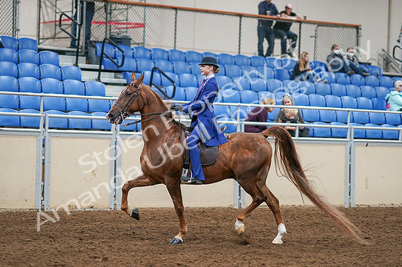 2020 - AB Morgan Horse - Fri, Sept 04 - 04885