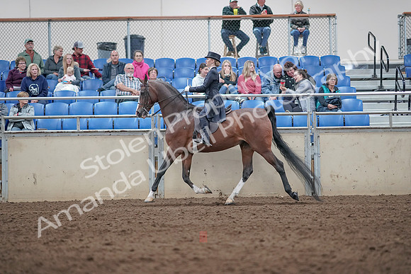 2019 Morgan Horse Show - Aug 31, 2019 - 20497