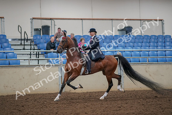 2019 Morgan Horse Show - Aug 30, 2019 - 25030