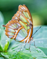 Insects - 020