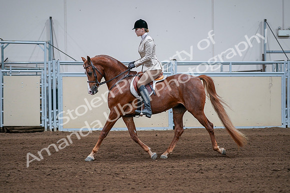 2020 - AB Morgan Horse - Fri, Sept 04 - 01643