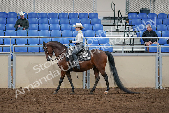 2020 - AB Morgan Horse - Sun, Sept 06 - 07568