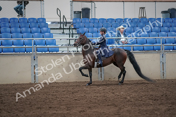 2019 Morgan Horse Show - Sept 01, 2019 - 12753