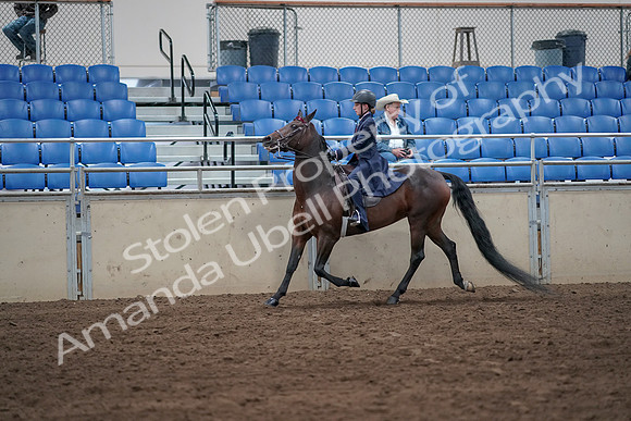 2019 Morgan Horse Show - Sept 01, 2019 - 12751