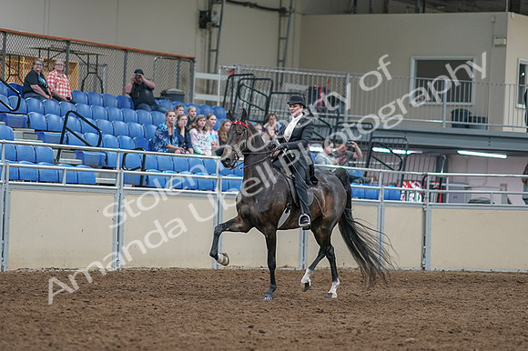 2020 - AB Morgan Horse - Fri, Sept 04 - 11330