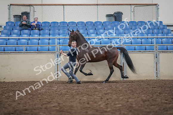 2019 Morgan Horse Show - Aug 31, 2019 - 03649