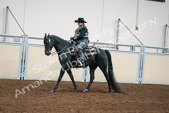 2020 - AB Morgan Horse - Sat, Sept 05 - 08899