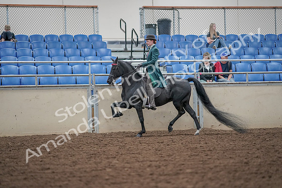 2019 Morgan Horse Show - Aug 30, 2019 - 15499