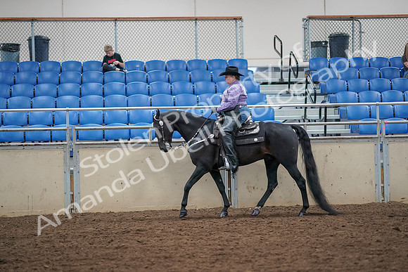 2019 Morgan Horse Show - Aug 30, 2019 - 16751