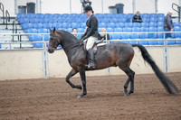 2019 Morgan Horse Show - Sept 01, 2019 - 03998