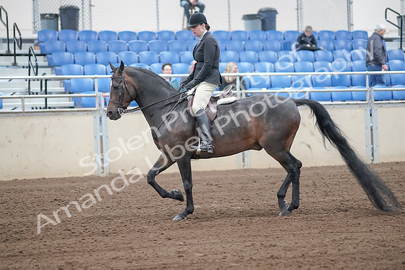 2019 Morgan Horse Show - Sept 01, 2019 - 03998
