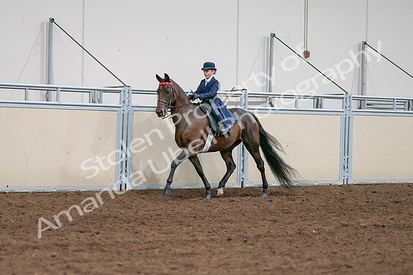 2020 - AB Morgan Horse - Sat, Sept 05 - 04906