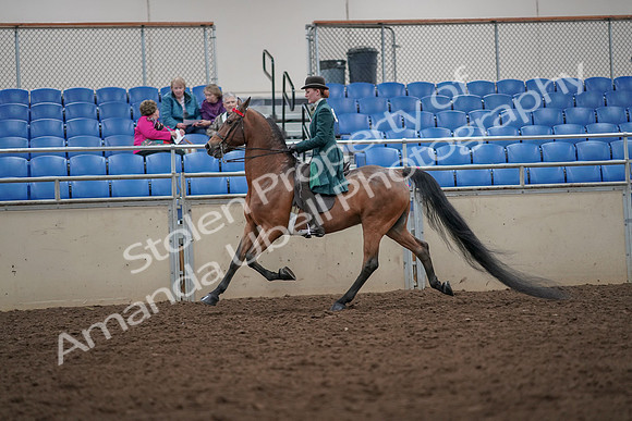 2019 Morgan Horse Show - Aug 30, 2019 - 27968