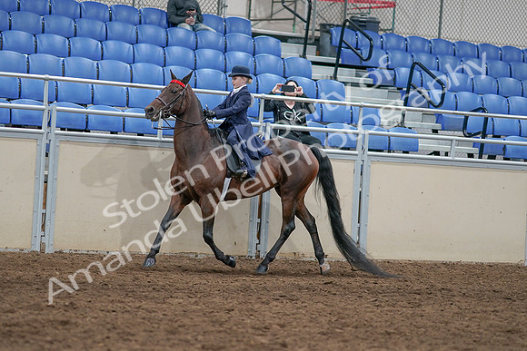 2020 - AB Morgan Horse - Sat, Sept 05 - 04769